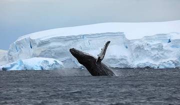20 Days in Antarctica, incl. Falklands and South Georgia