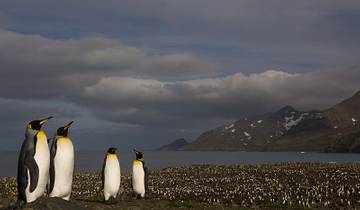 Falklands, South Georgia & Antarctica: Explorers and Kings, Operated by Quark Tour