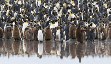 20 Days in Antarctica, incl. Falklands and South Georgia