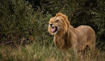 Goddelijk Gujarat met Aziatische leeuwensafari