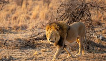 Break & Safari au Cap - 8 jours