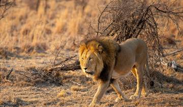 Circuito Escapada y Safari en Ciudad del Cabo - 8 días