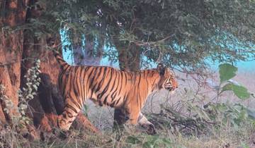 India Wildlife Handtekening