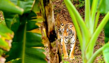 6-daagse Bangladesh safari tour op maat met Sundarbans, dagelijkse start & privégids