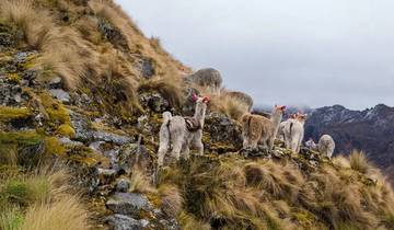 Circuito Lares Trek & Camino Inca a Machu Picchu 5 Días