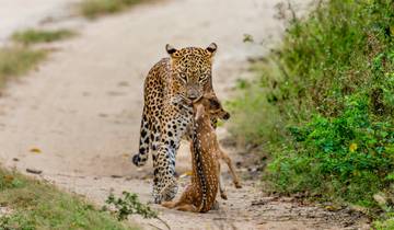 Sri Lanka Week of Wild Safari Adventure