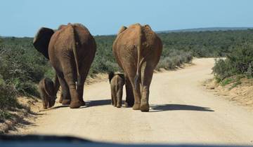 17 jours d\'exploration de l\'Afrique du Sud : Le Cap, les vignobles et le Kruger circuit