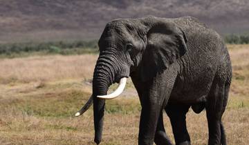 Big Five Classic Safari en Tanzanie - Une approche durable du voyage circuit