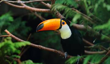 Le meilleur du Brésil : Rio, Salvador et la forêt amazonienne 13 jours d\'aventure et de découverte circuit