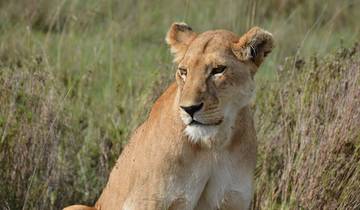 5 Tage private Lodge-Safari in Tansania Rundreise