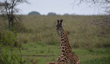 7 Tages Tansania Safari-Paket Rundreise