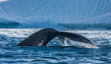 Greenland Disko Bay Discovered - 7 Days