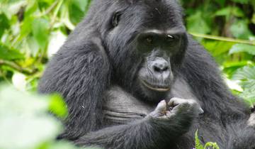 Circuito Uganda y Ruanda - En el país de los gigantes gentiles