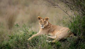 Signature : Le parc national Kruger en Afrique du Sud National Geographic Journeys
