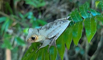 7-Tage Madagaskar Aye-Aye & Lemuren Abenteuer Rundreise