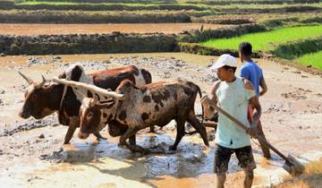 Escapade de 13 jours à Madagascar (faune et plage tropicale) circuit
