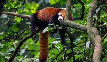 Pandas, Chengdu & Dujiangyan (Supérieur) - 4 jours