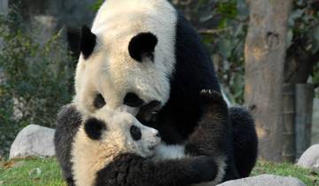 Pandas, Chengdu & Dujiangyan (Standard) - 4 jours circuit
