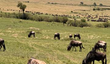 Safari de 3 jours dans le Masai Mara circuit
