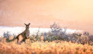 Great Southern Journey: 40th Anniversary Loyalty Departure Tour