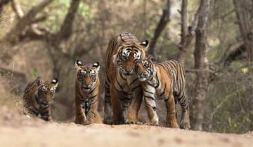 Culture du Rajasthan et piste des tigres de Ranthambore par G Experiences circuit