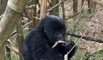 12 jours de safari Gorilles, chimpanzés, gros gibier et culture circuit
