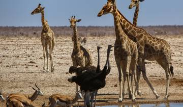 Circuit pionnier de 19 jours en Angola et en Namibie (vers le nord)