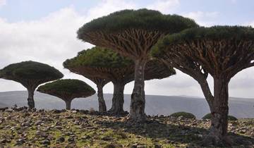 Circuito Aventuras en la isla de Socotra (Yemen)