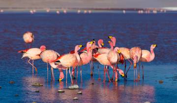 10 jours L'essence de la Bolivie : culture, gastronomie et paysages uniques