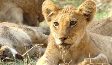 Escapada de 3 días al Safari de los 5 Grandes del Gondwana Kwena Lodge