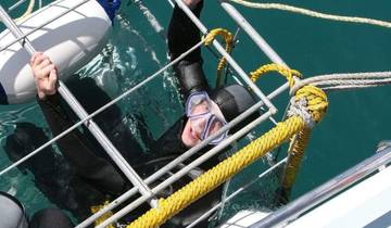½ journée Simon\'s Town Shark Cage Diving circuit