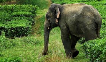 Kerala Highlights & Backwater Trails von G Experiences Rundreise