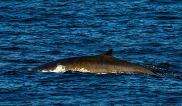 Greenland Explorer (Ocean Victory)
