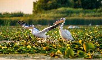 Lower Danube and Transylvania Extension (Vienna - Bucharest)