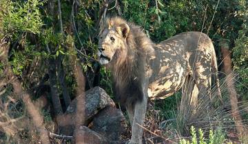 Safari de luxe de 4 jours à Ivory Tree Game Lodge