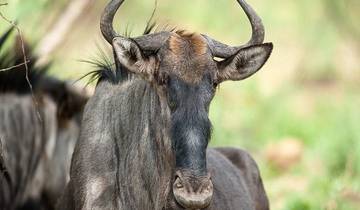3 jours de camping à Pilanesberg et d'aventure avec les Big Five