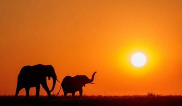 Circuito Safari de medio día por el Parque Nacional de Chobe