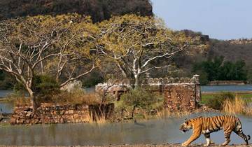 Circuito Ruta por el Norte de la India y Safari en Tigre por G Experiences