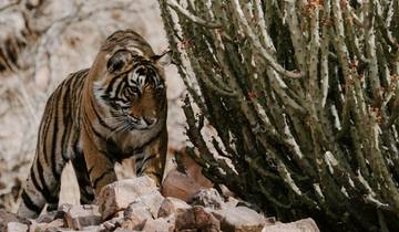Indien Tiger Safari Trails von G Experiences Rundreise