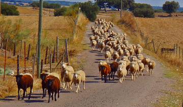 Circuito Ruta de los Viñedos del Alentejo (7 días)