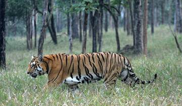 Indien Ranthambore Safari & Heritage Trails von G Experiences Rundreise