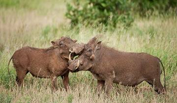 7-Day Affordable Kruger & Victoria Falls Adventure