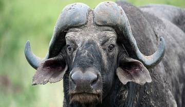 7-Day Affordable Kruger & Victoria Falls Adventure