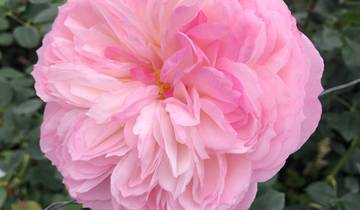 8 Tage Ecuador RosenplanTage und Anden Tour Rundreise