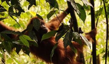 The Highlight Of Sumatra - 10 Days