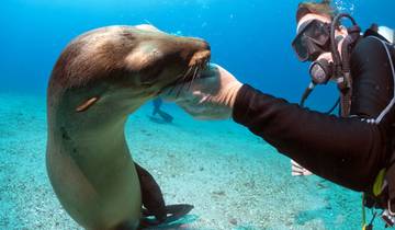 Duiken in Galápagos-rondreis