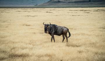 Exclusieve luxe safari\'s in Tanzania: Serengeti & Ngorongoro privéervaring op maat-rondreis