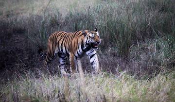 Kanha, Pench en Satpura tijgertochten door G Experiences-rondreis