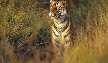 Ranthambore tijgerroutes door G Experiences-rondreis