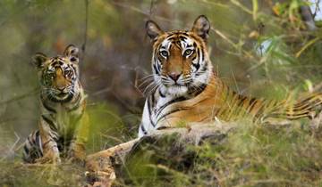 Taj & Bandhavgarh Tiger Trails door G Experiences-rondreis